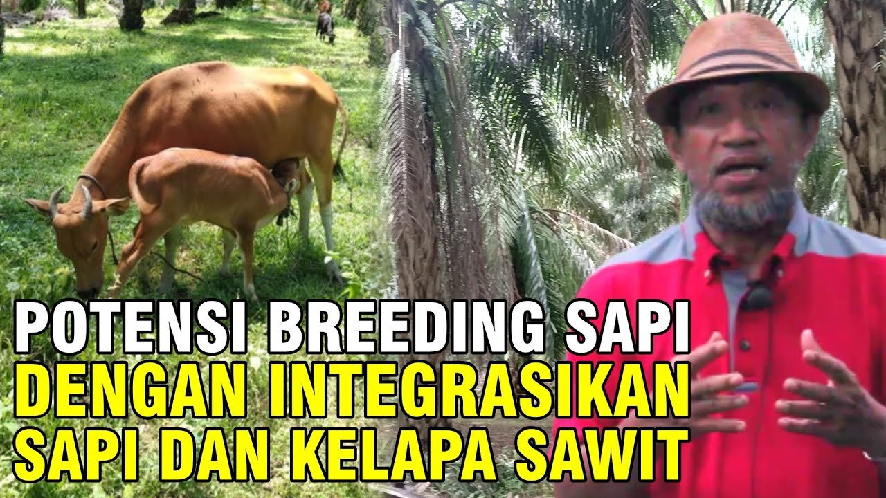 
                                 Potensi-Integrasi-Sapi-Sawit-Untuk-Lahan-Breeding
